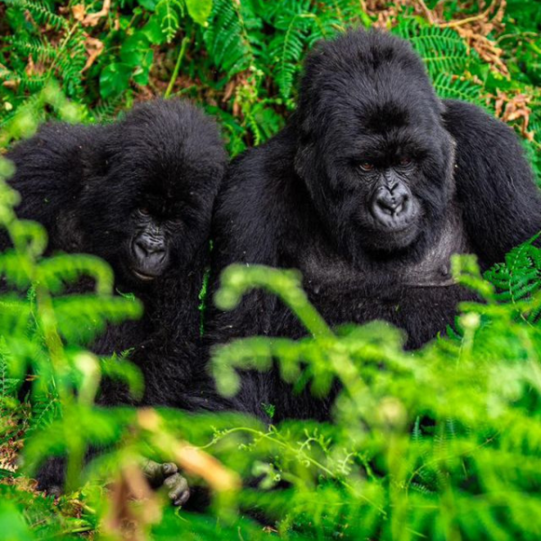 uganda